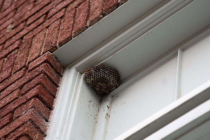 We provide a wasp nest removal service for domestic and commercial properties in Plaistow.